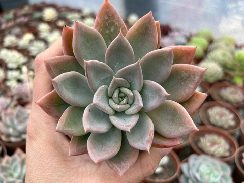 Silver Queen