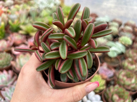 Peperomia Graviolens