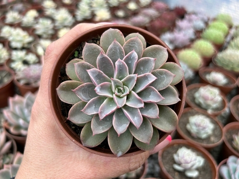 Echeveria Fantastic Fountain