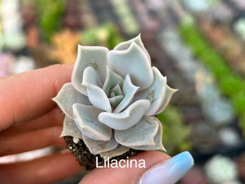 Plug Lilacina
