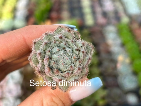 Plug Setosa diminuta