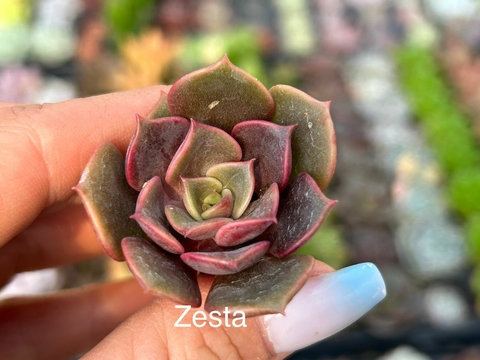 Plug Zesta