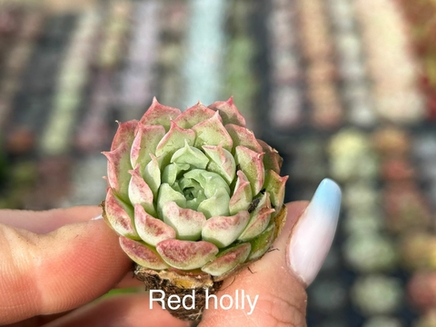 Plug Red Holly