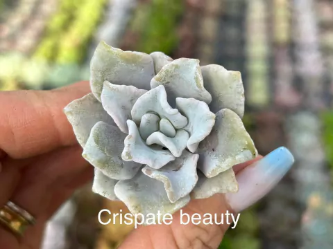 Plug Crispate Beauty