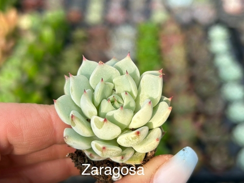 Plug zaragosa