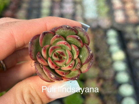 Plug Puli Lindsayana