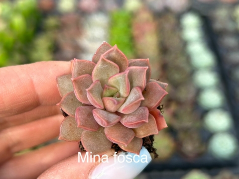 Plug Mina Fosca