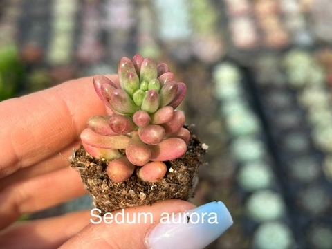 Plug Sedum Aurora