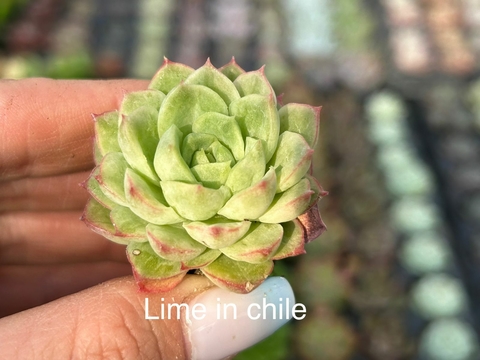 Plug Lime in Chile