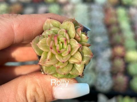 Plug Rolly