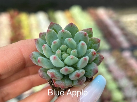 Plug Blue Apple