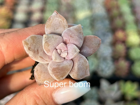 Plug Super Boom