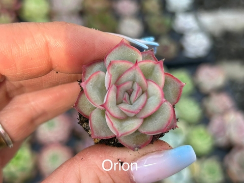 Plug Orion