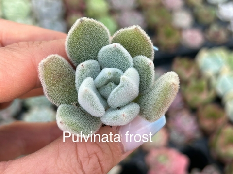 Plug Pulvinata Frost