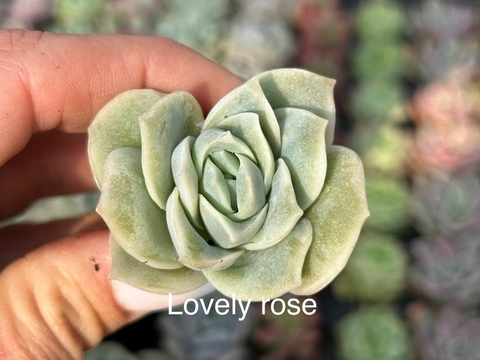 Plug Lovely rose