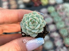 Plug Deremberg
