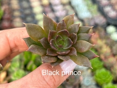 Plug Black Prince