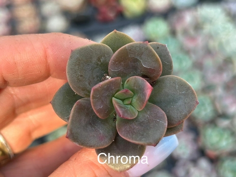 Plug Chroma