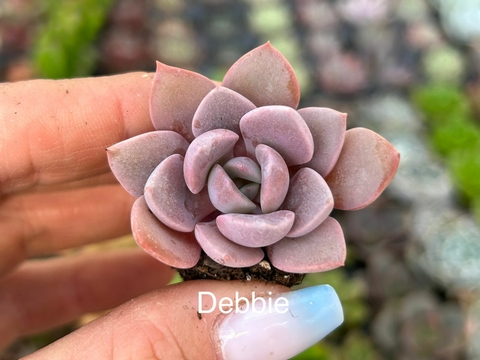 Plug Debbie
