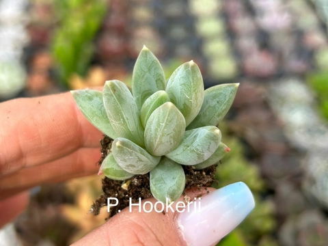 Plug P. Hookerii