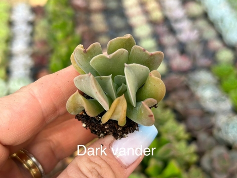 Plug Dark vander