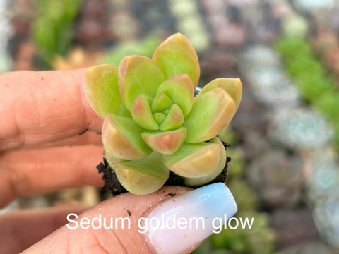 Plug Sedum Goldem Glow