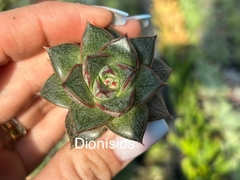 Plug Dionysos