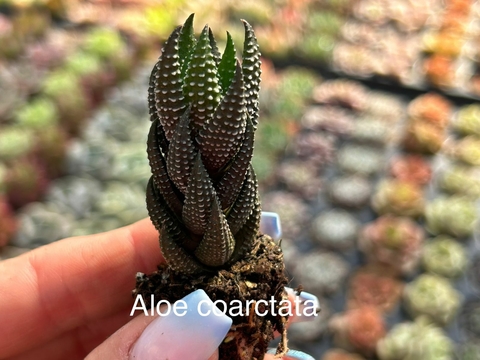 Plug Aloe Coarctata