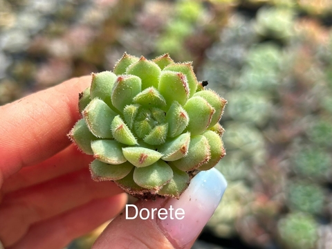 Plug Dorete