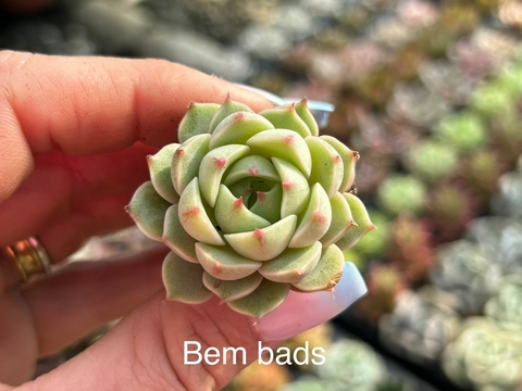 Plug Bem Bads