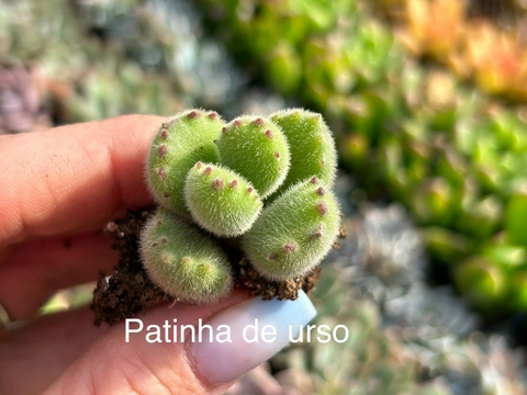 Plug patinha de urso