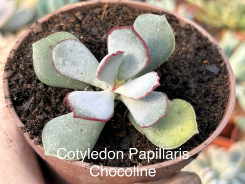 Cotyledon Papillaris Chocoline
