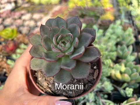 Echeveria Moranii