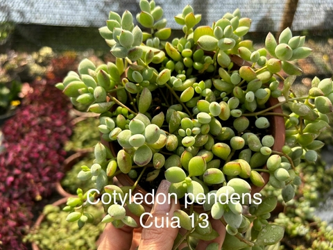 Cotyledon Pendens