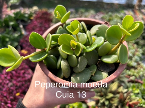 Peperomia Moeda