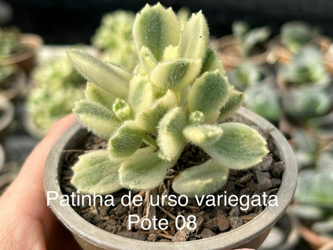 Patinha de urso variegata