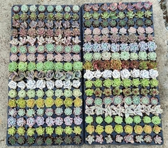 Bandeja com 128 plugs Especiais