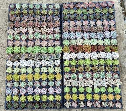 Bandeja com 128 plugs Especiais