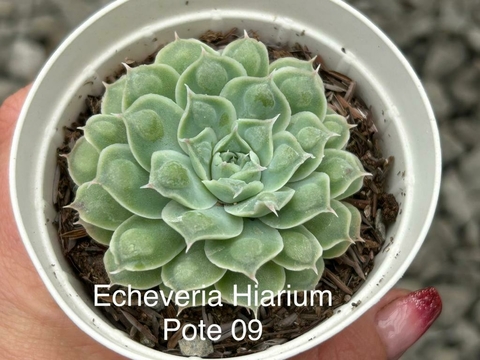Echeveria Hiarium - pote 09