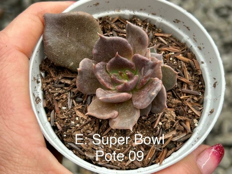 Echeveria Super Bowl - pote 09