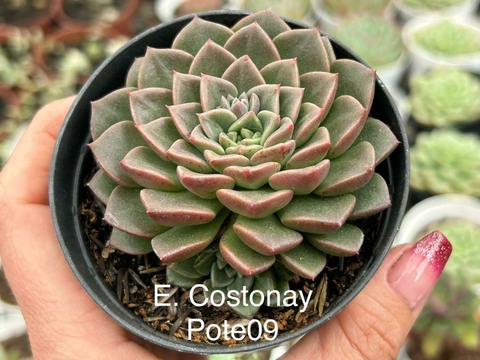 Echeveria Costonay - pote 09