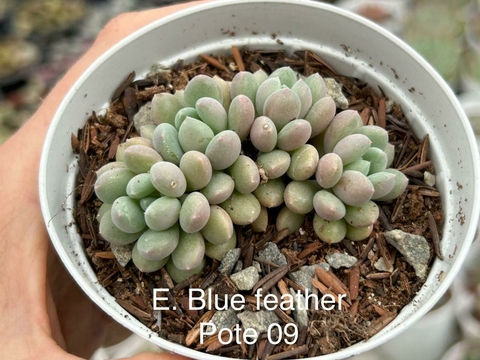 Echeveria Blue Feather - pote 09