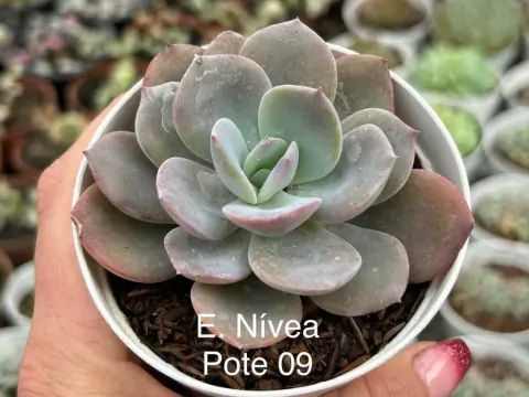 Echeveria Nivea - pote 09
