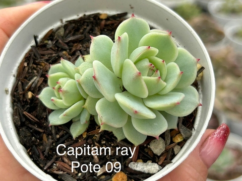 ECHEVERIA CAPITAM RAY