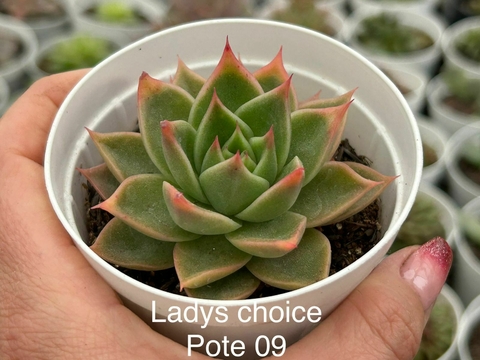 ECHEVERIA LADYS CHOICE