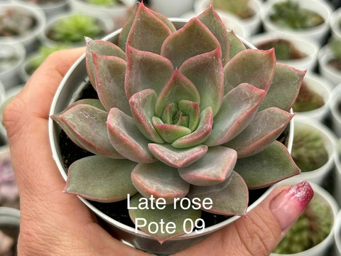 ECHEVERIA LATE ROSE