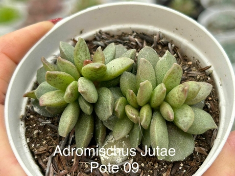 ADROMISCHUS JUTAE