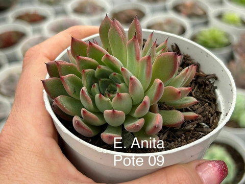 ECHEVERIA ANITA