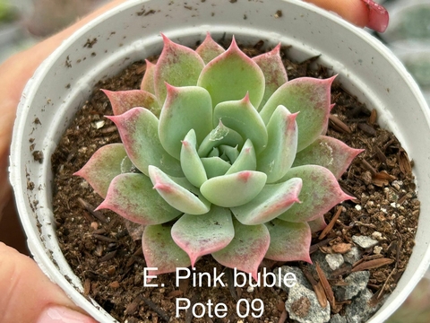 ECHEVERIA PINK BUBBLE