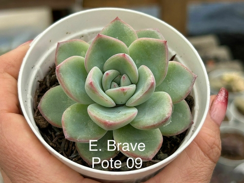 ECHEVERIA BRAVE